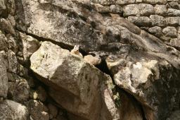 HansD 05 Viscachas - Undercover op Machu Picchu